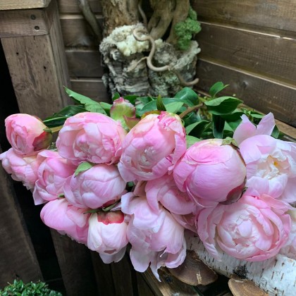 Пионы розовые